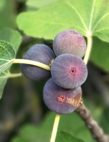 higo Bioconsumidores