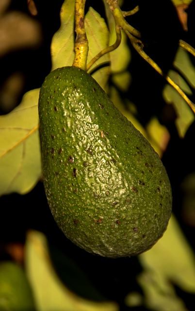 Aguacate bioconsumidores