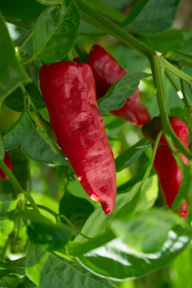 Planta de pimiento ecológico Biococnsumidores